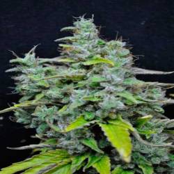 Skunk Haze CBD Feminizada de Dutch Passion