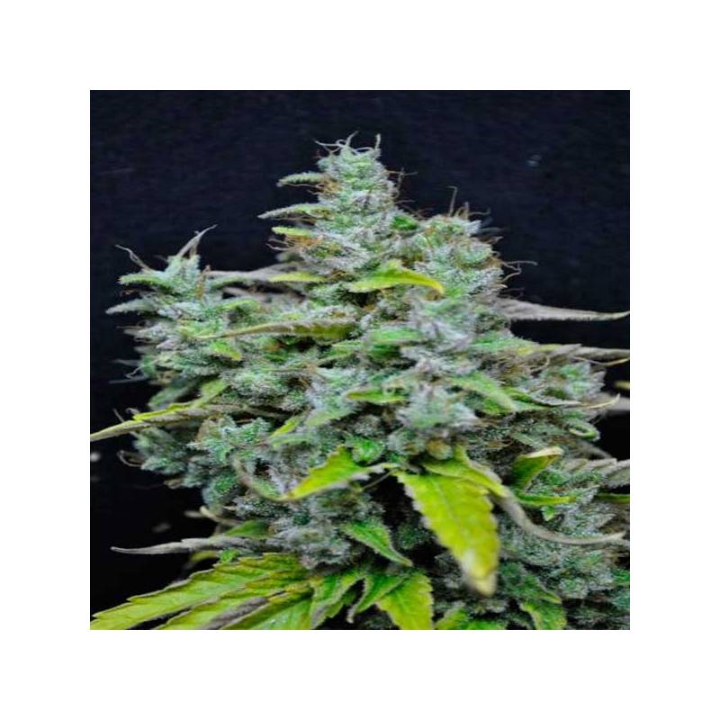 Skunk Haze CBD Feminizada de Dutch Passion