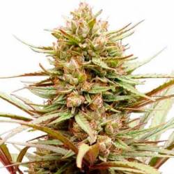 Compassion CBD Feminizada de Dutch Passion