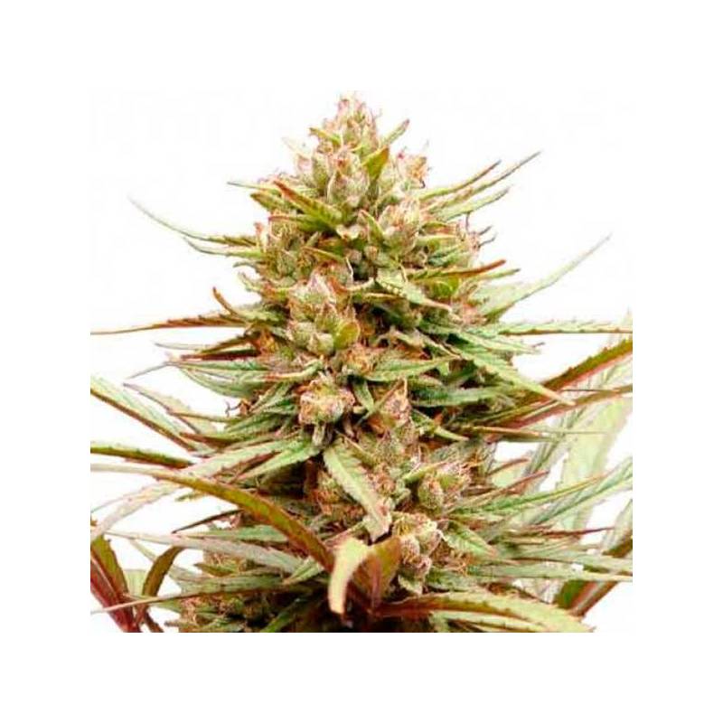 Compassion CBD Feminizada de Dutch Passion