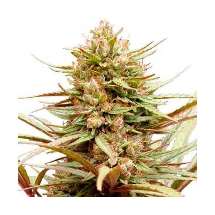 Compassion CBD Feminizada de Dutch Passion