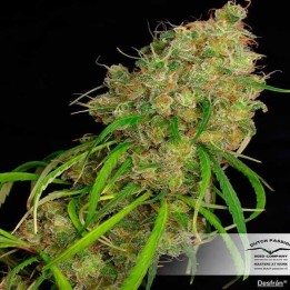 Desfran Feminizada de Dutch Passion