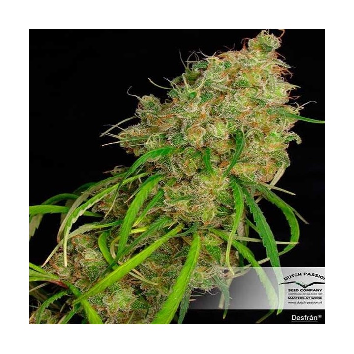 Desfran Feminizada de Dutch Passion
