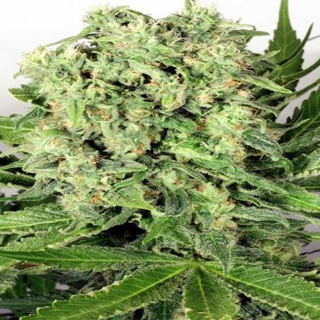 Dutch Cheese Dutch Cheese