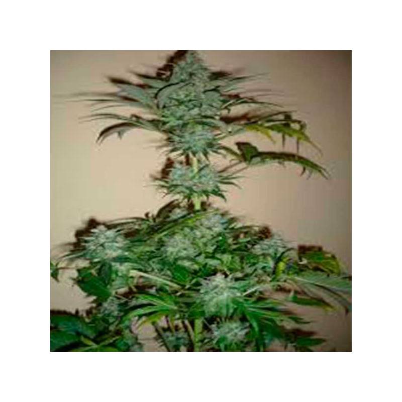 Dutch Haze Feminizada de Dutch Passion Dutch Haze Feminizada de Dutch Passion