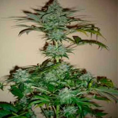 Dutch Haze Dutch Haze