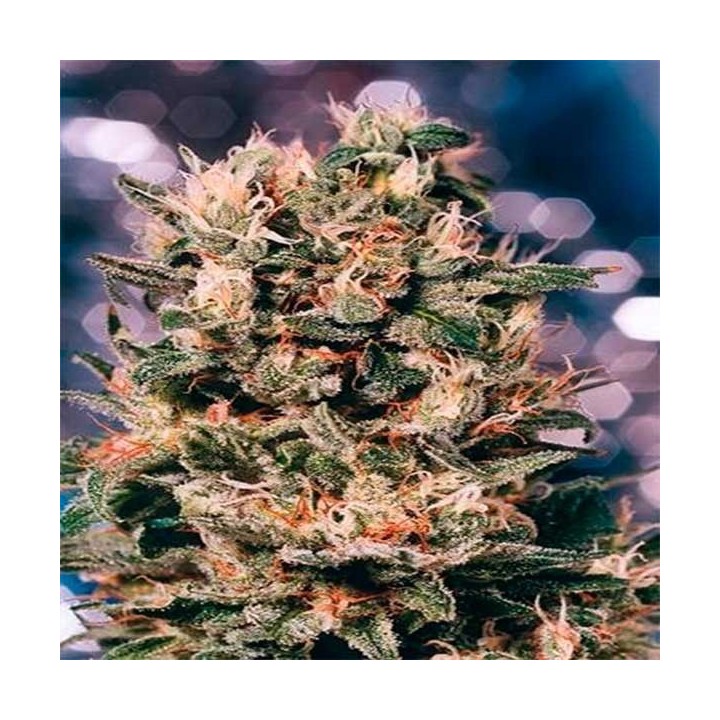 Euforia Feminizada de Dutch Passion