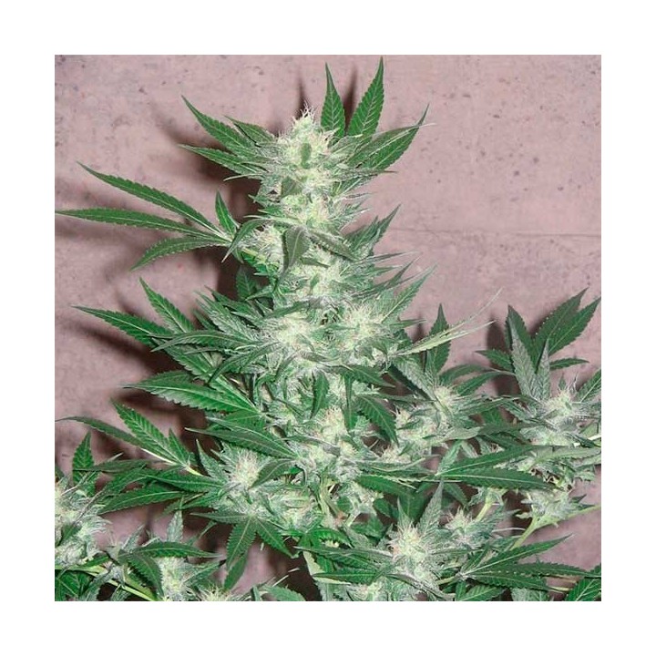Euforia Regular de Dutch Passion