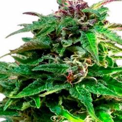 Forest Dream Feminizada de Dutch Passion