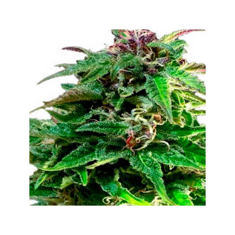 Forest Dream Feminizada de Dutch Passion Forest Dream Feminizada de Dutch Passion