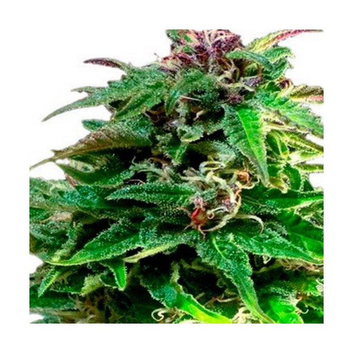 Forest Dream Feminizada de Dutch Passion