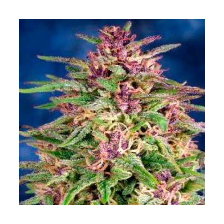 Frisian Dew Feminizada de Dutch Passion