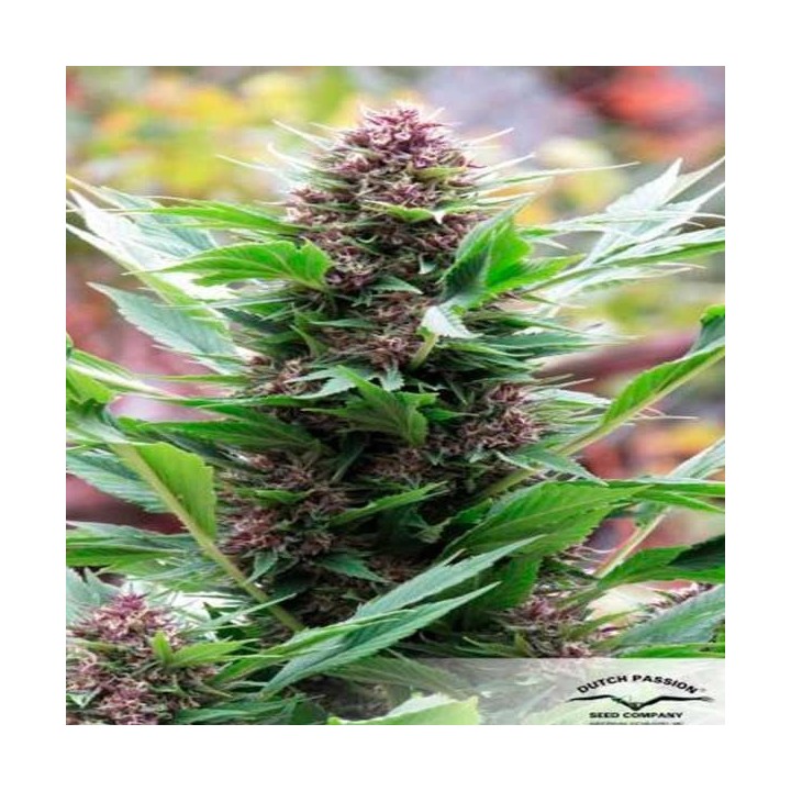 Frisian Duck Feminizada de Dutch Passion