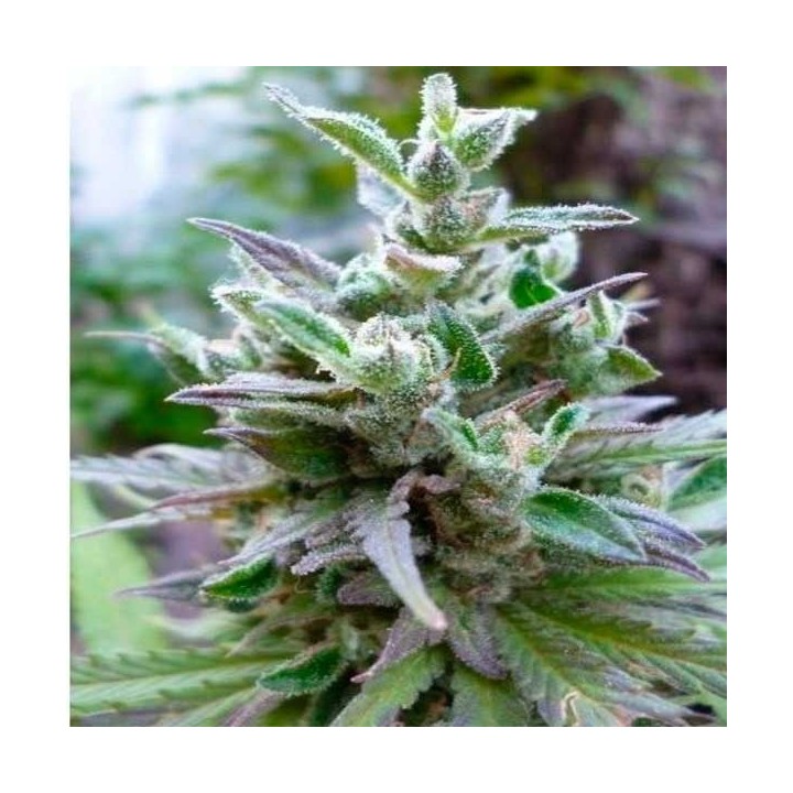 Hollands Hope Feminizada de Dutch Passion