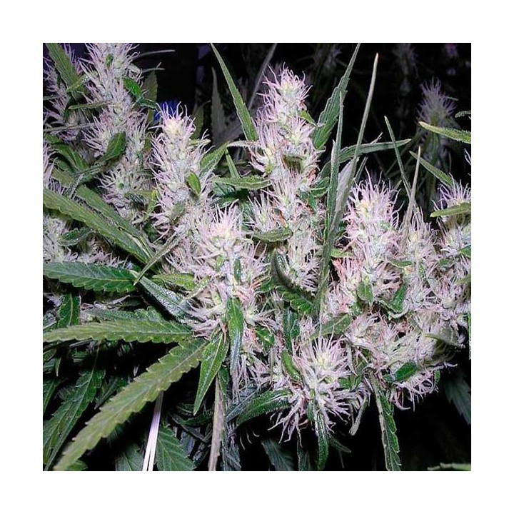 Master Kush Feminizada de Dutch Passion