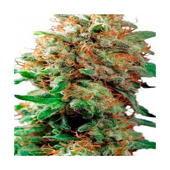Mazar Regular de Dutch Passion