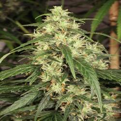 Mekong High Feminizada de Dutch Passion