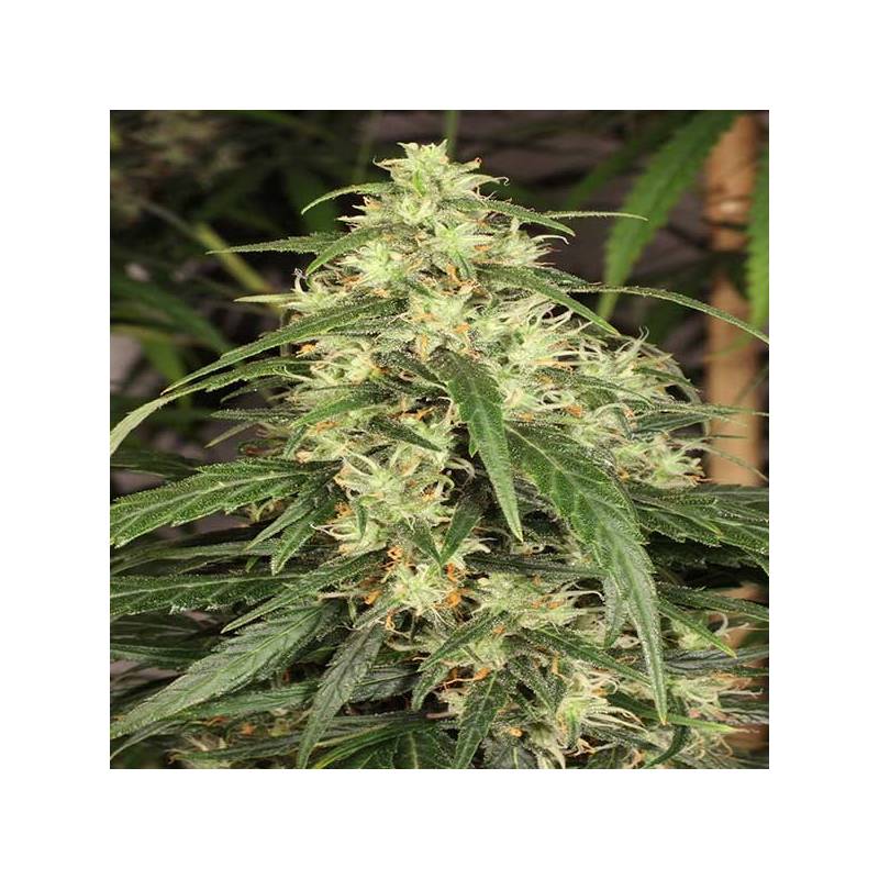 Mekong High Feminizada de Dutch Passion