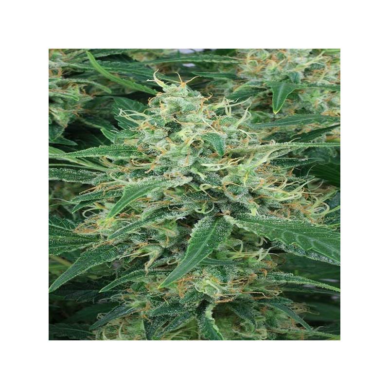 Night Queen Feminizada de Dutch Passion Night Queen Feminizada de Dutch Passion