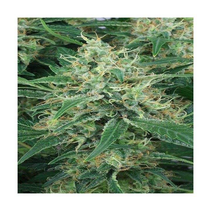 Night Queen Feminizada de Dutch Passion