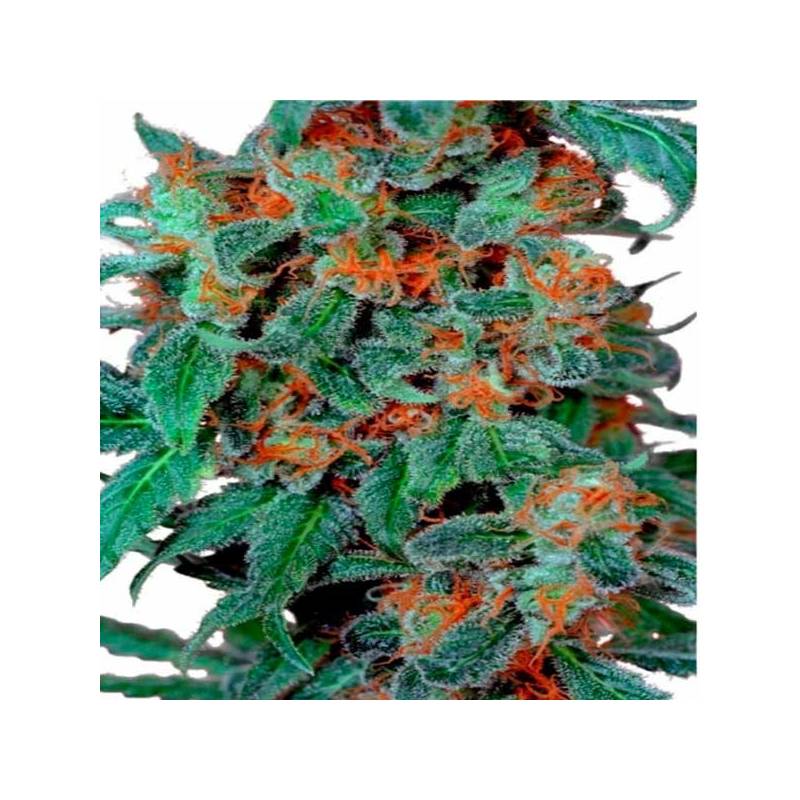 Orange Bud Orange Bud