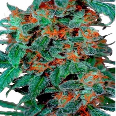 Orange Bud Orange Bud