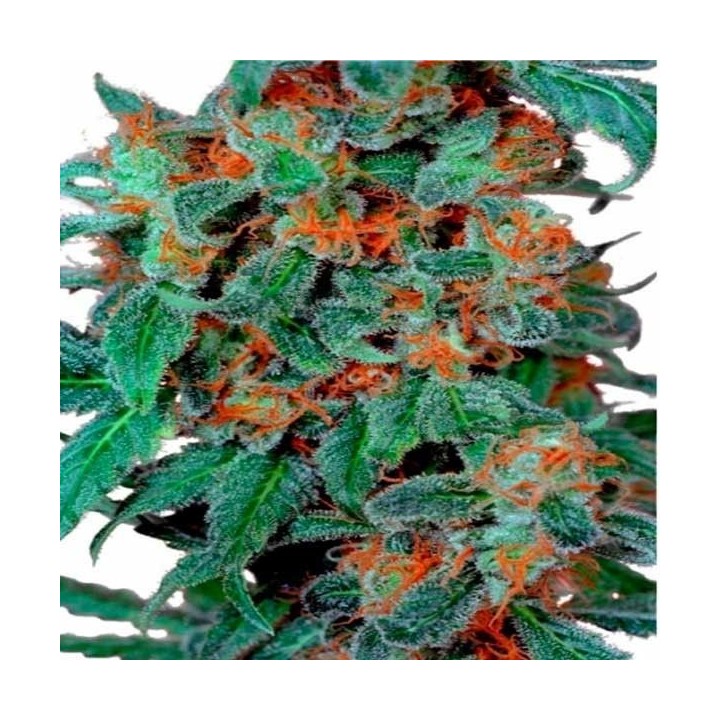 Orange Bud Feminizada de Dutch Passion