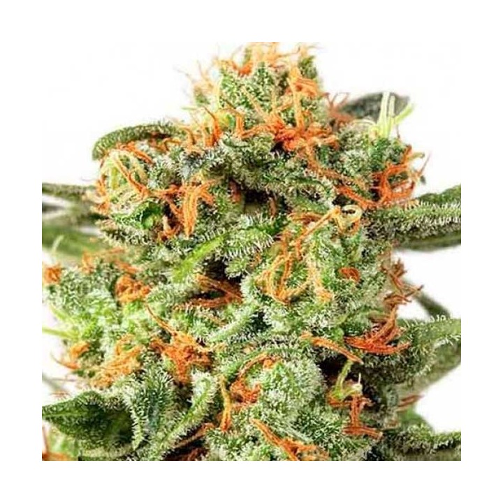 Orange Hill Special Feminizada de Dutch Passion