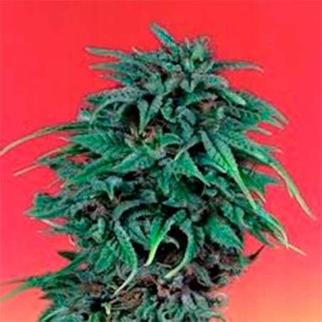 Durban Poison Durban Poison
