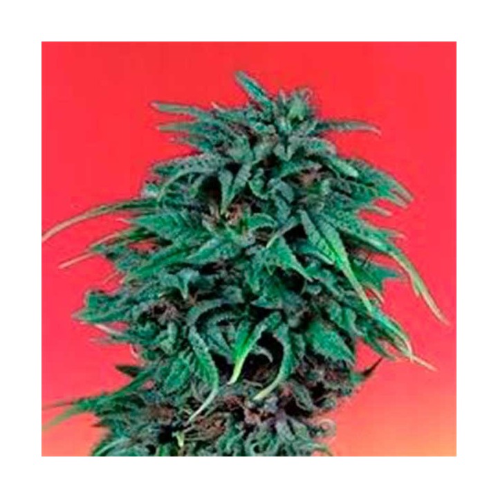 Durban Poison Feminizada de Dutch Passion