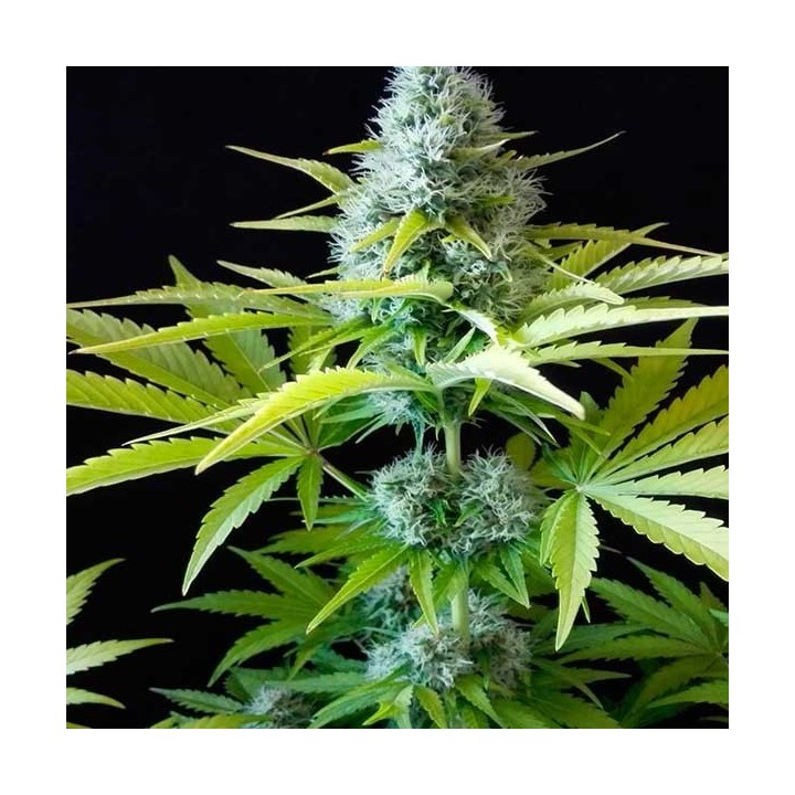 Outlaw Feminizada de Dutch Passion
