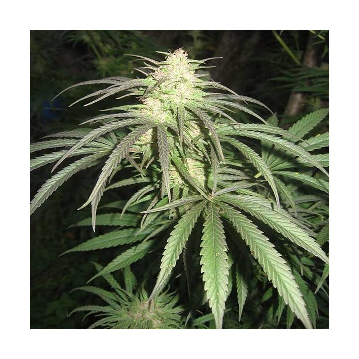 Pamir Gold Feminizada de Dutch Passion