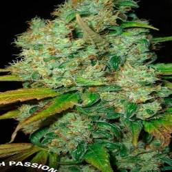 Power Plant Regular de Dutch Passion