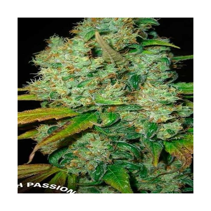 Power Plant Regular de Dutch Passion