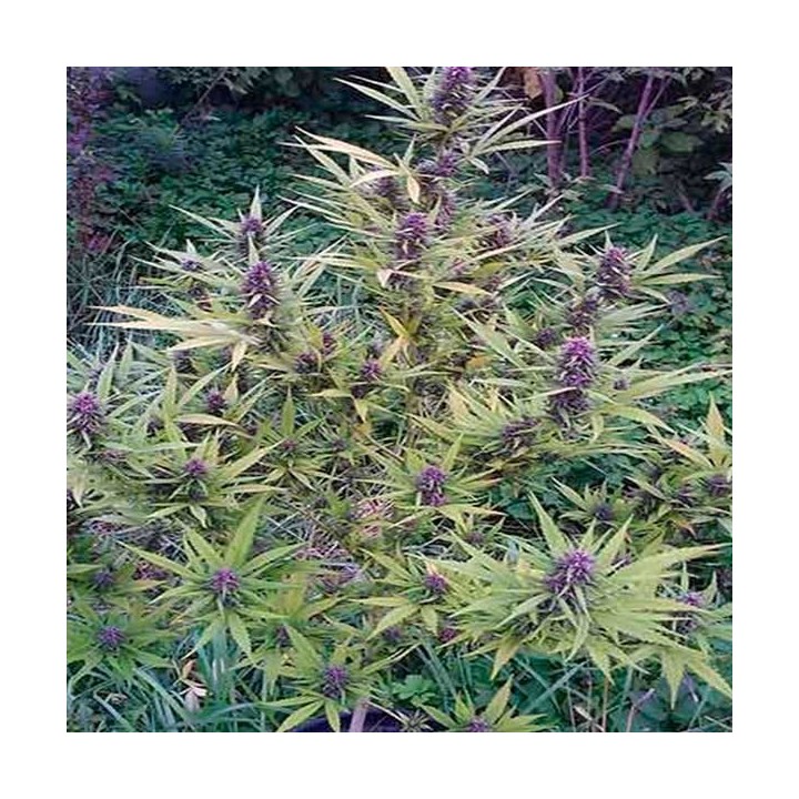 Shaman Feminizada de Dutch Passion