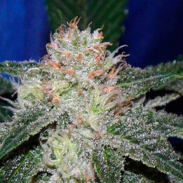 Snowbud Feminizada de Dutch Passion