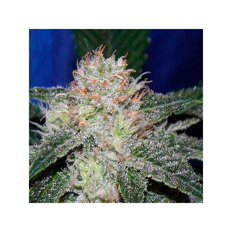 Snowbud Feminizada de Dutch Passion Snowbud Feminizada de Dutch Passion