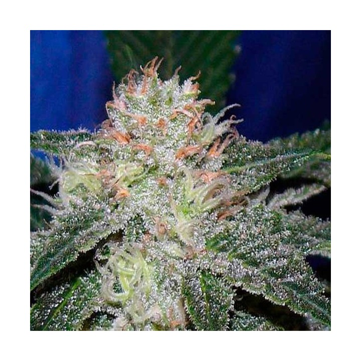 Snowbud Feminizada de Dutch Passion