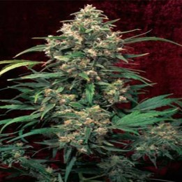 Strawberry Cough Feminizada de Dutch Passion