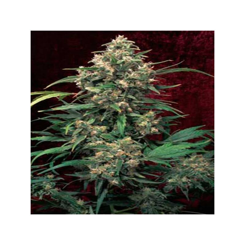 Strawberry Cough Strawberry Cough
