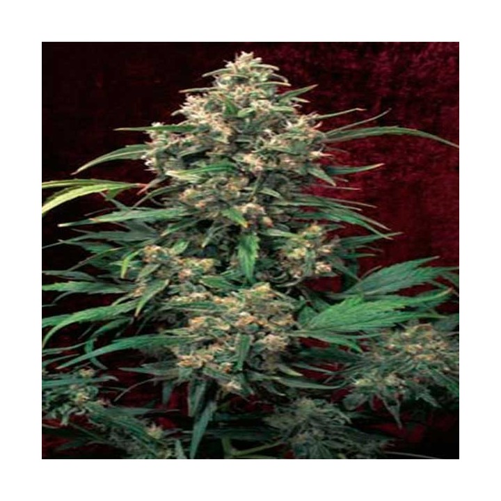 Strawberry Cough Feminizada de Dutch Passion