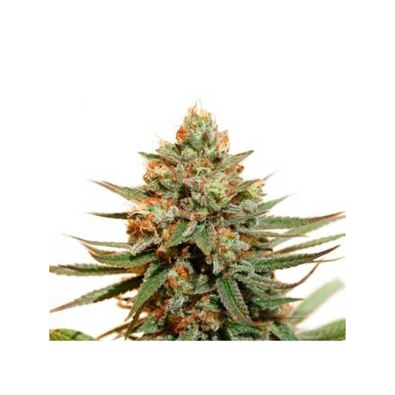 The Edge Feminizada de Dutch Passion The Edge Feminizada de Dutch Passion