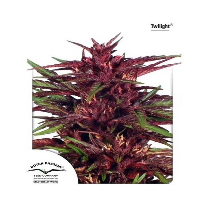 Twilight Feminizada de Dutch Passion