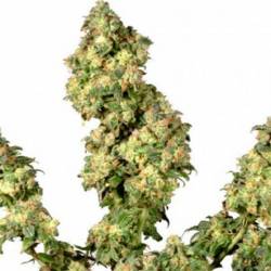 Ultra Skunk Feminizada de Dutch Passion