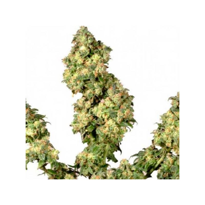 Ultra Skunk Feminizada de Dutch Passion Ultra Skunk Feminizada de Dutch Passion