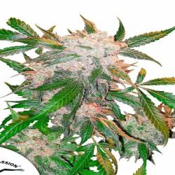 White Widow Regular de Dutch Passion