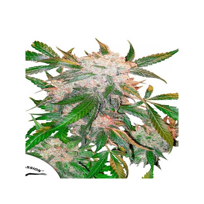 White Widow Regular de Dutch Passion