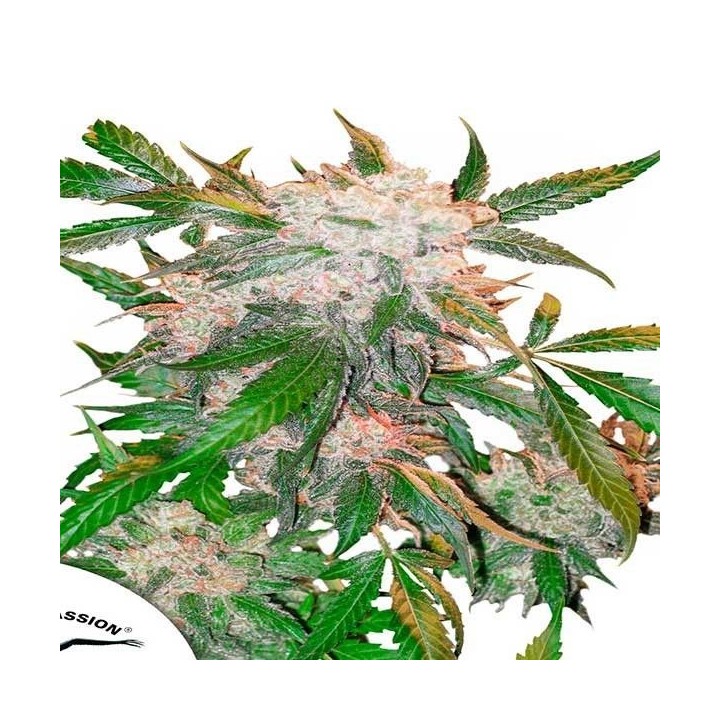 White Widow Regular de Dutch Passion