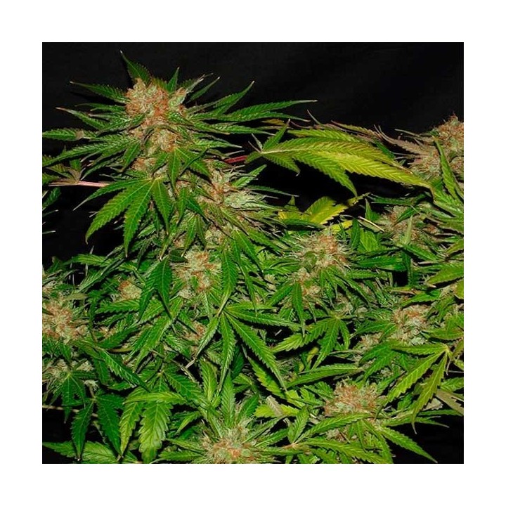 White Widow X The Ultimate Regular de Dutch Passion