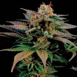 Blue Widow Feminizada de Dinafem